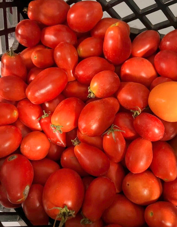Green Reaper Farm's Tomatoes