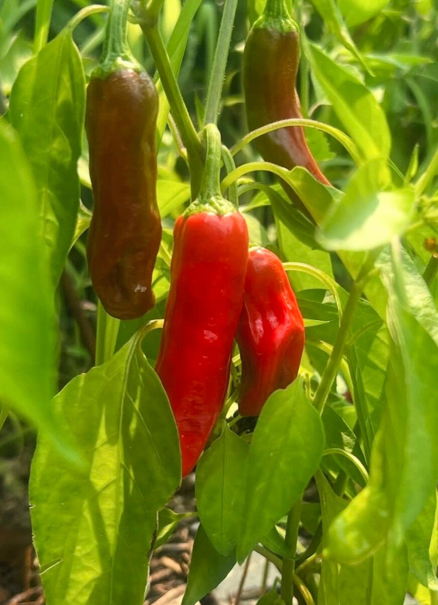 Green Reaper Farm's Chickens