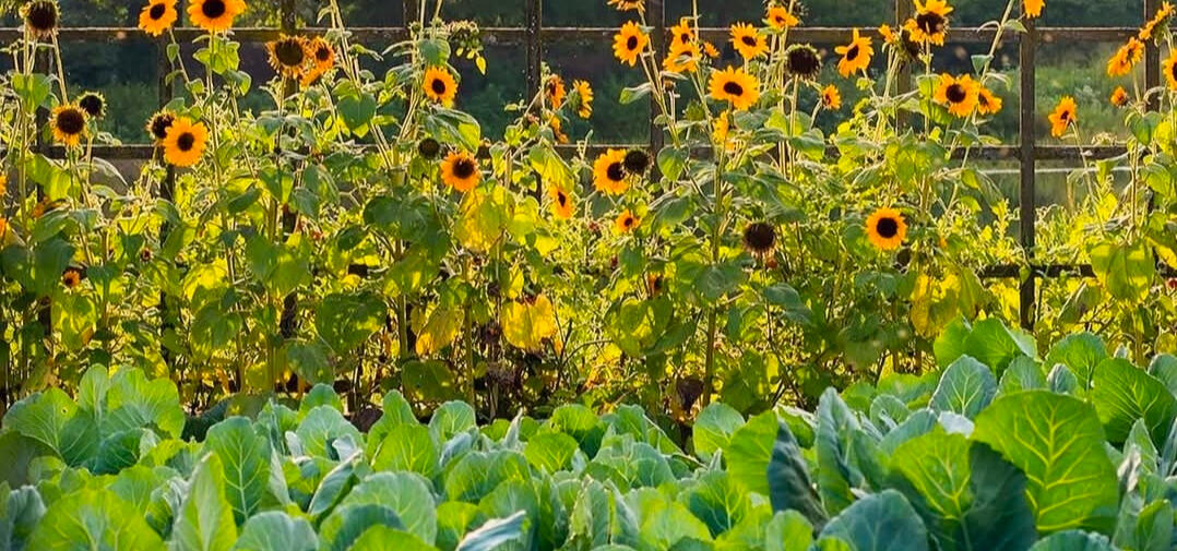 Green Reaper Farm's Sunflowers